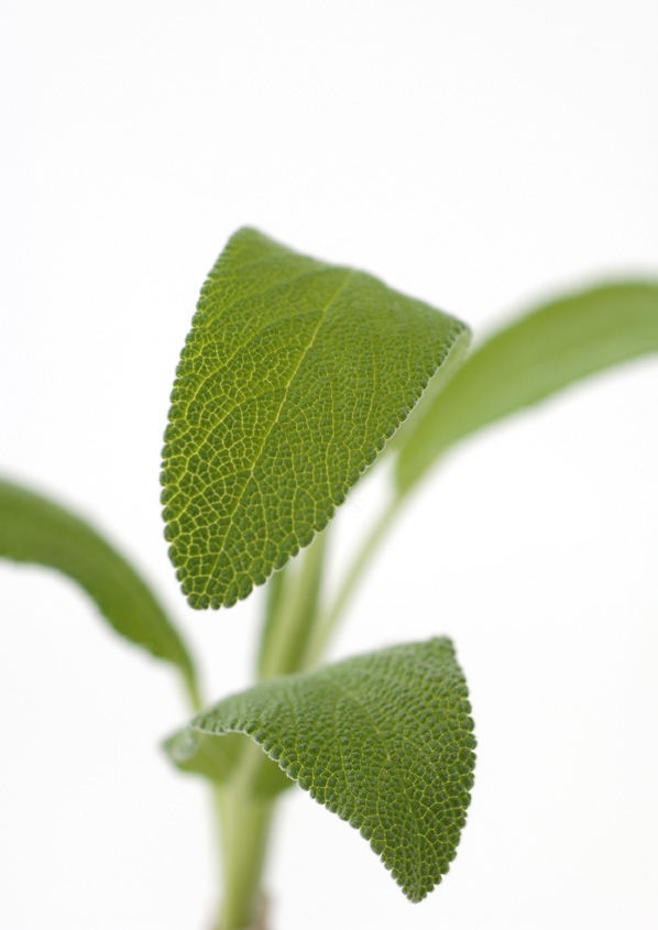 close-up of a green leaved plant